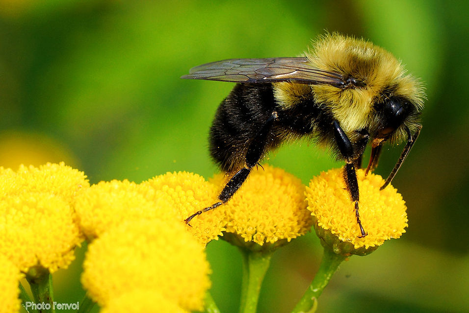abeille ton guepe fleur polen