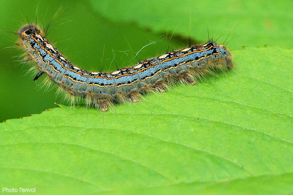 chenille papillon cocon