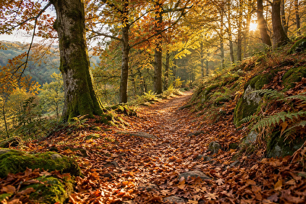 Golden October sunlight filtering through autumn woodland, illuminating a winding path covered in copper and amber leaves.