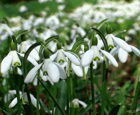 Snowdrops gently moving in the breeze, symbolising early spring and the quiet return of life.