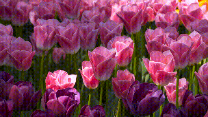 Soft tulips blooming in gentle morning light, symbolising growth, renewal, and the calm, uplifting energy of May.
