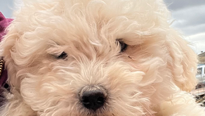 White boy Christmas deal