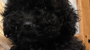 One white boy and a black boy is waiting for a good forever home