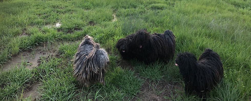 Sky Blue Farm Colorado_puli04_edited.jpg