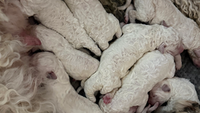 Komondor puppies