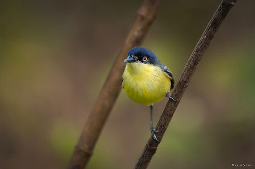 Corumbá de Goiás - Goiás - Brasil