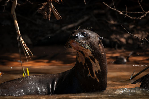 Porto Jofre - Mato Grosso - Brasil