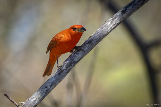 Pirenópolis - Goiás - Brasil