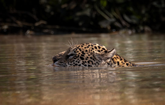 Porto Jofre - Mato Grosso - Brasil