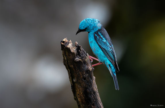 📌 Penedo - Rio de Janeiro -Brasil