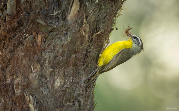 São Bento do Sul - Santa Catarina - Brasil