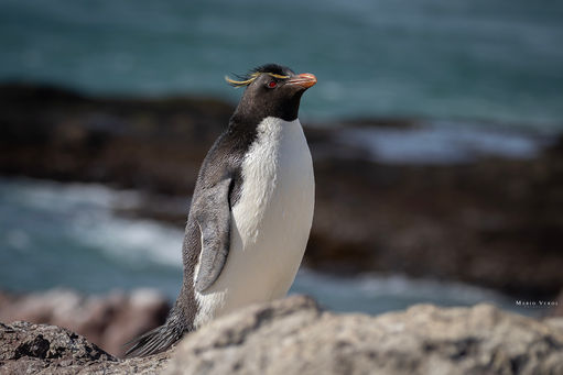 Puerto Deseado - Argentina