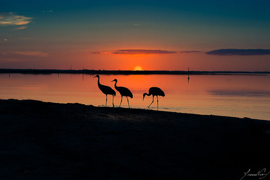 Lake Tohopekaliga - Florida - USA