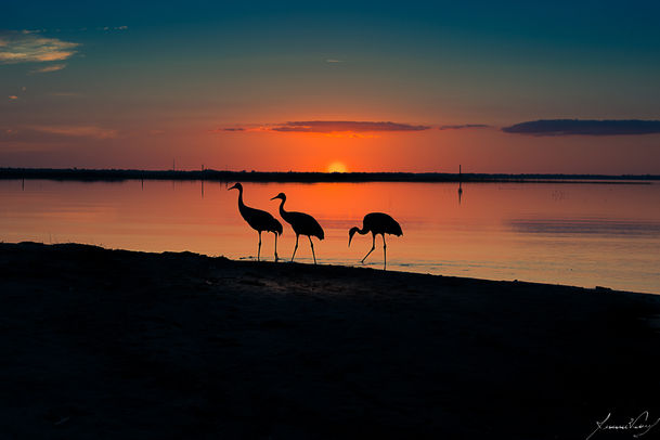 Lake Tohopekaliga - Florida - USA