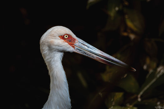 Foz do Iguaçu - Paraná - Brasil