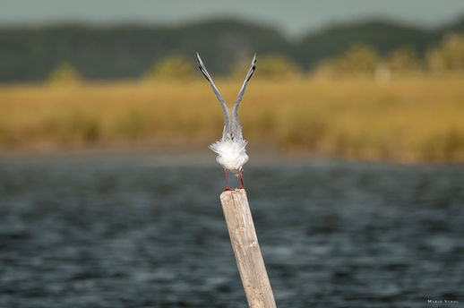 Tavares - Rio Grande do Sul - Brasil