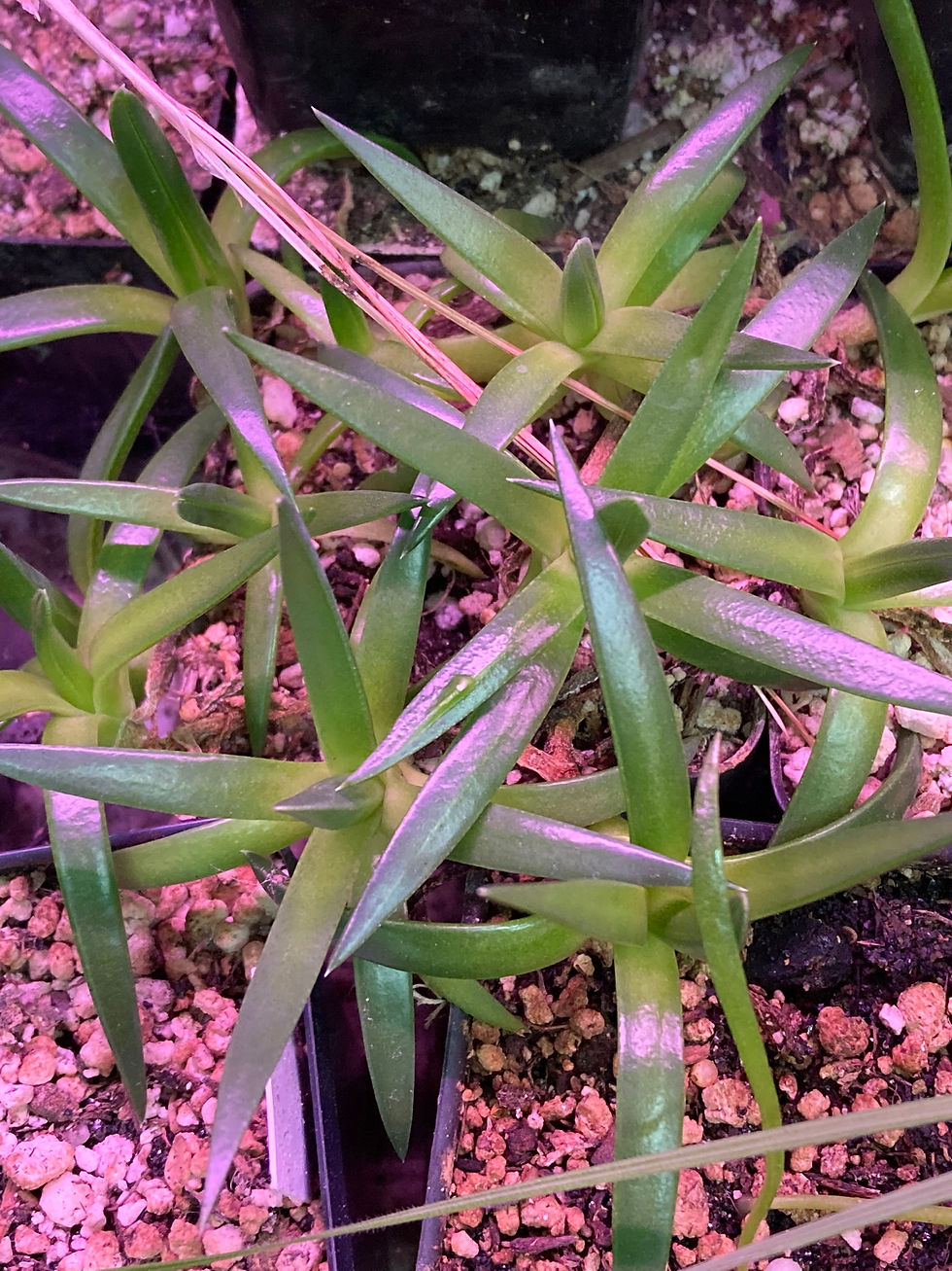 Bergeranthus vespertinus