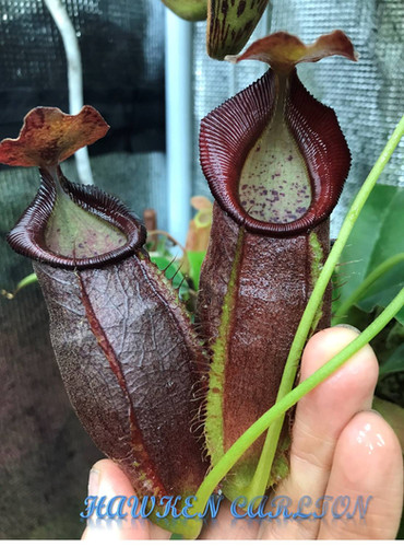 Nepenthes spathulata x gymnamphora BE-3422 | Carlton Carnivores