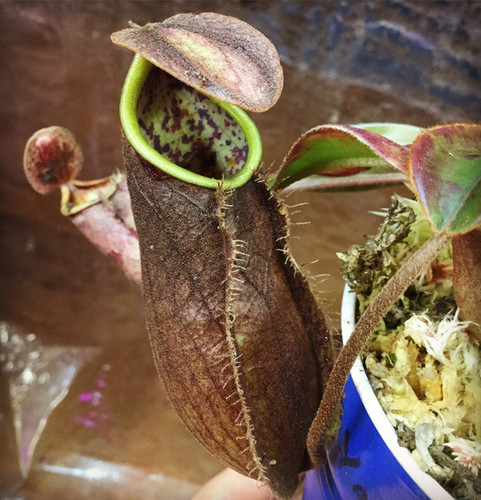 Nepenthes tomoriana BE-3344 | Carlton Carnivores