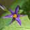 Thumbnail: Sisyrinchium angustifolium