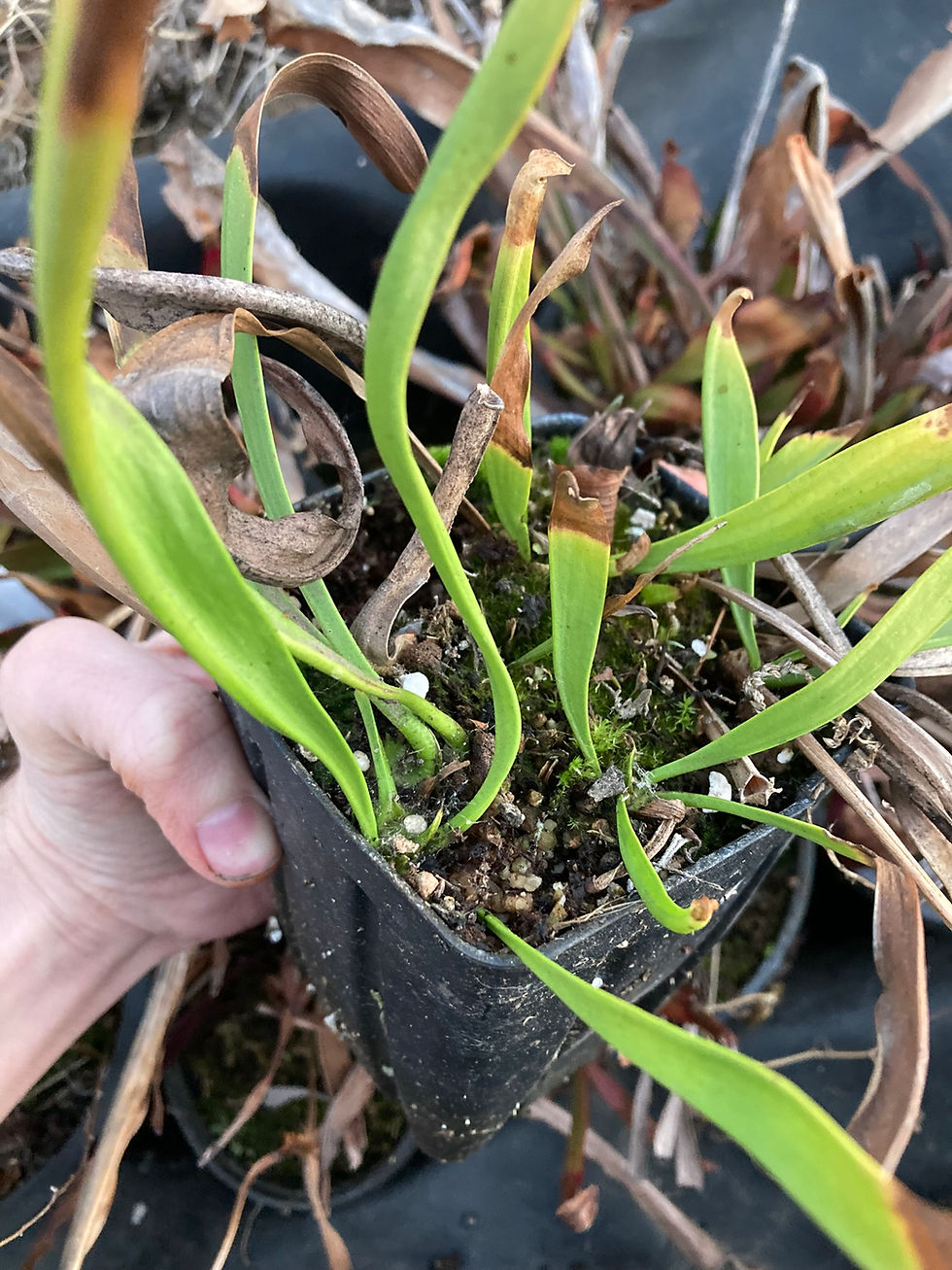 Thumbnail: Sarracenia "leucophylla viridescens"