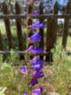 Penstemon humilis Seeds