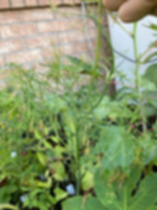 Anethum graveolens, Dill Weed Seeds
