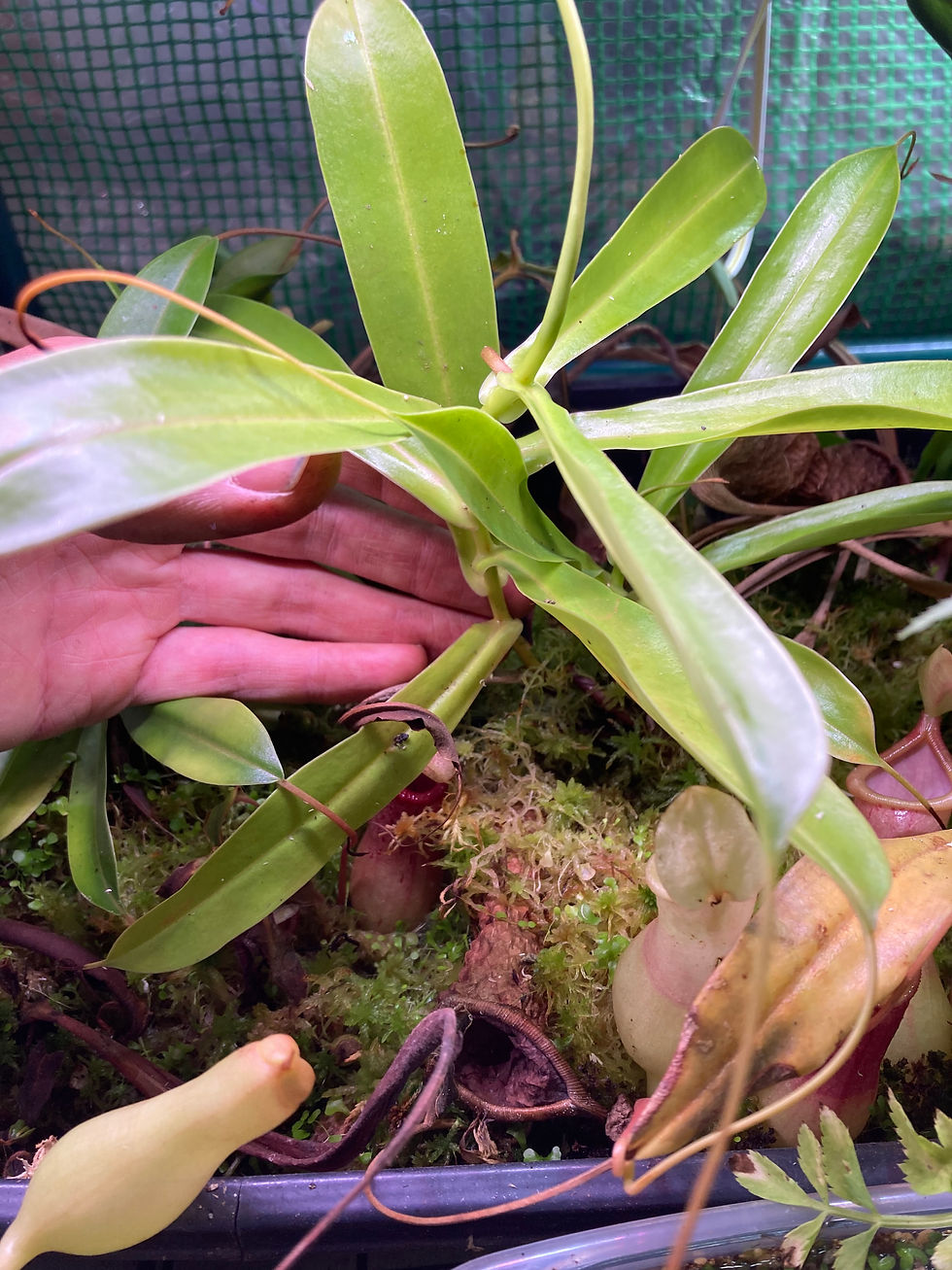 Thumbnail: Nepenthes x "ventrata"