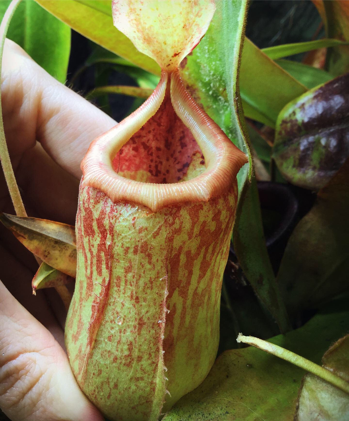 Nepenthes Sunset Songs HC D