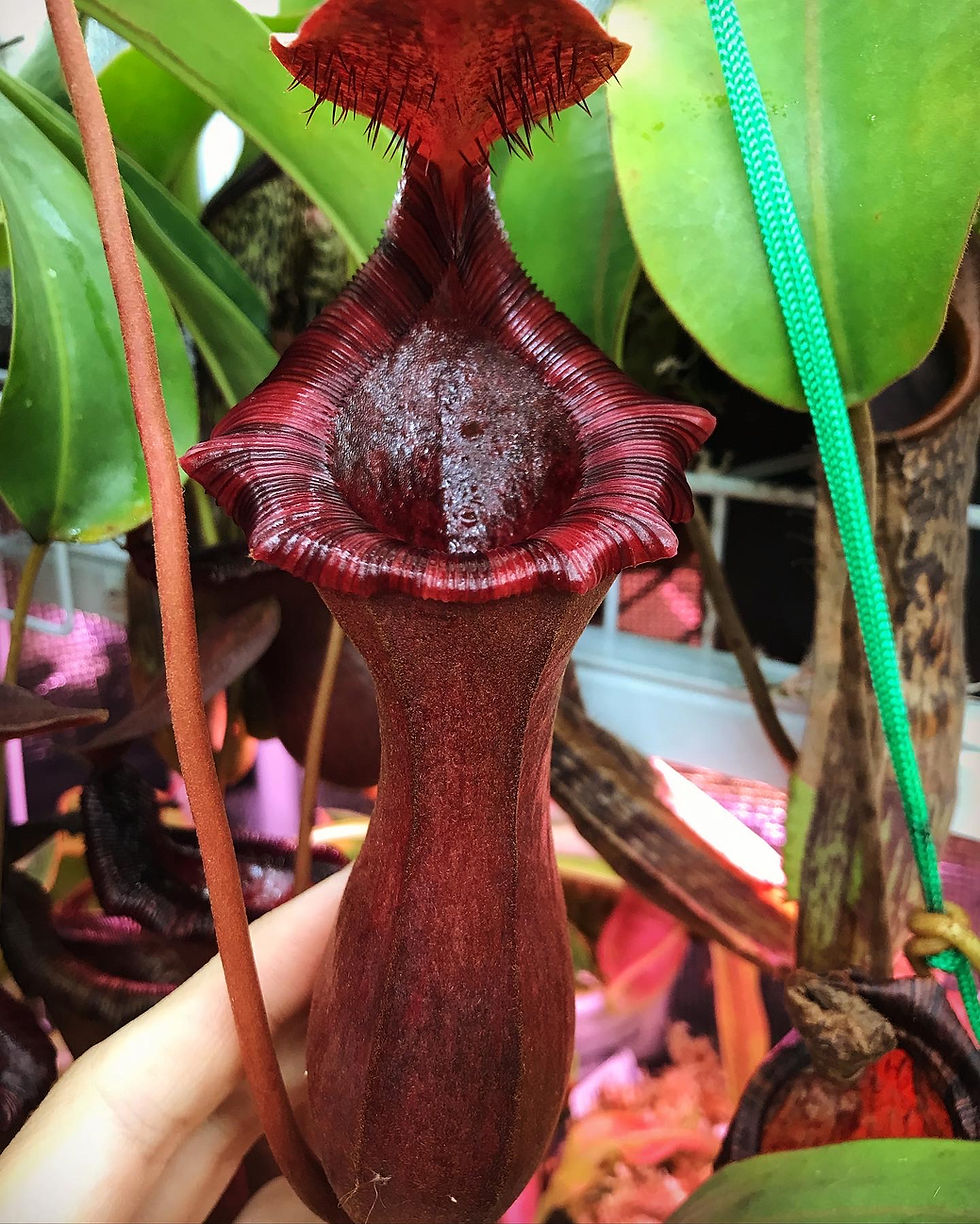Thumbnail: Nepenthes x briggsiana "Red"
