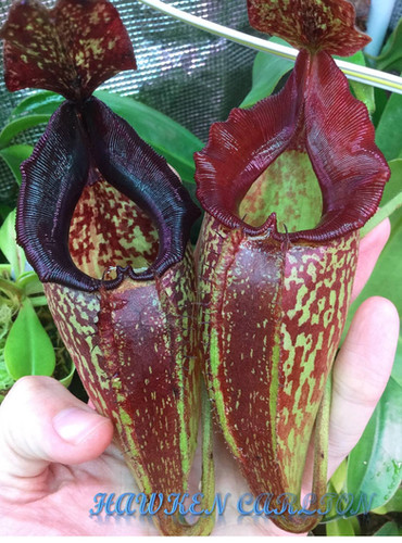 Nepenthes maxima 