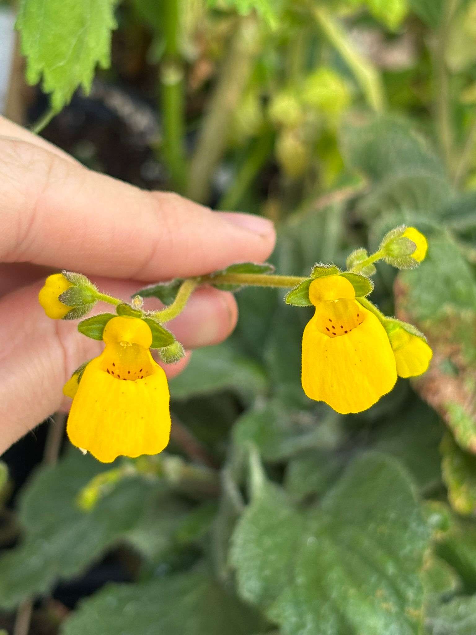 Calceolaria biflora Seeds