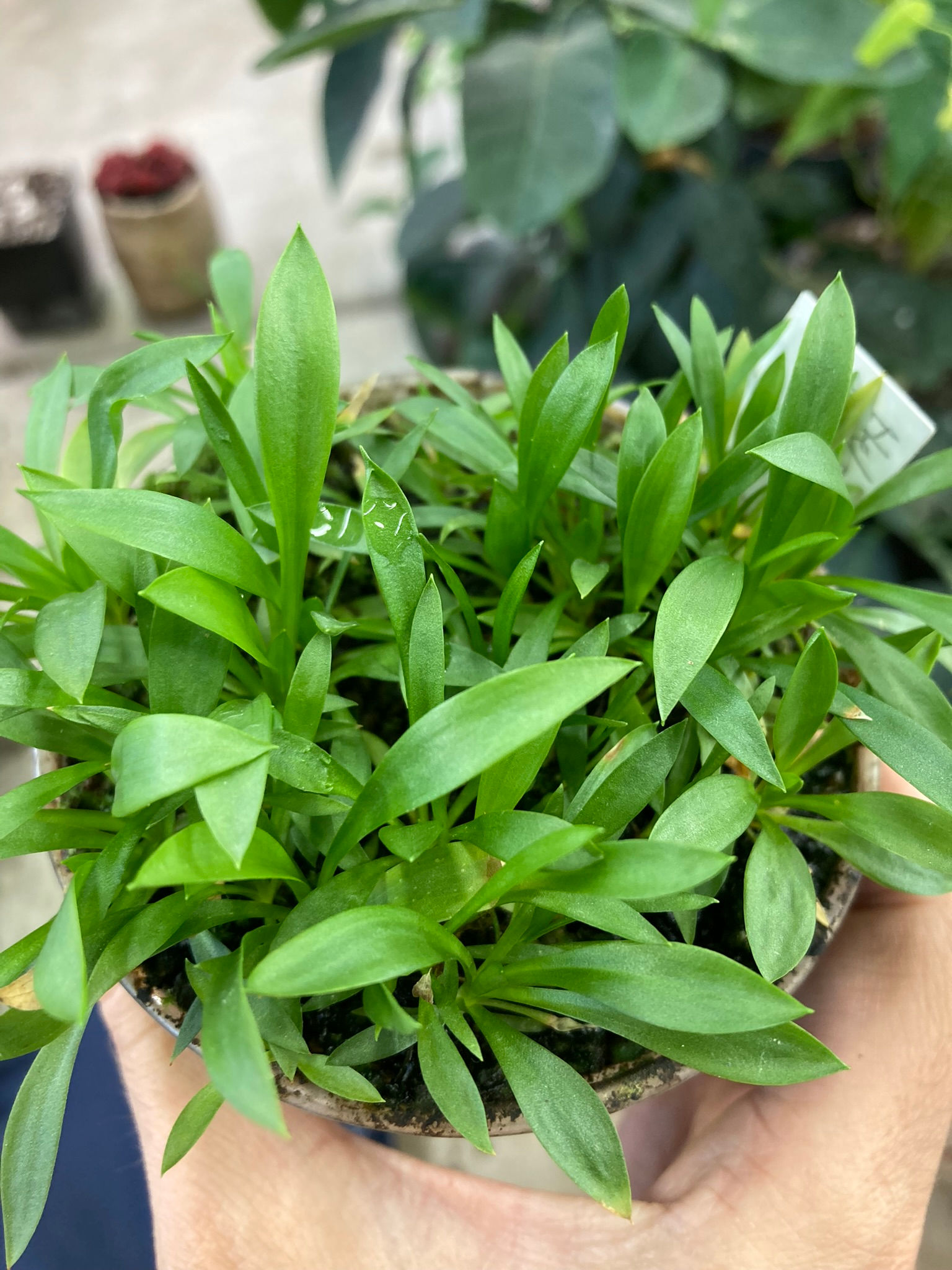 Helonias bullata