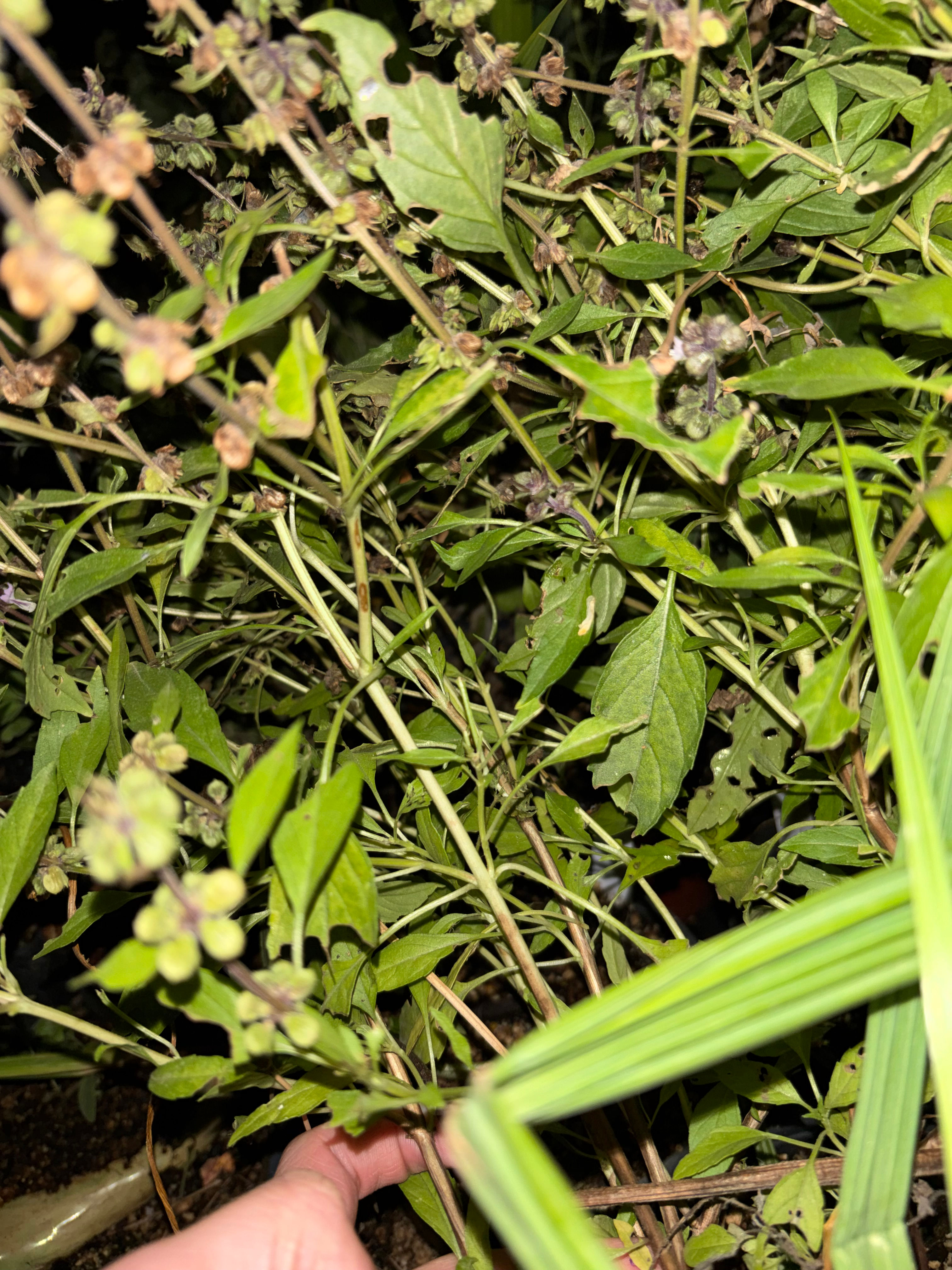 Ocimum basilicum "Opalescent" Seeds