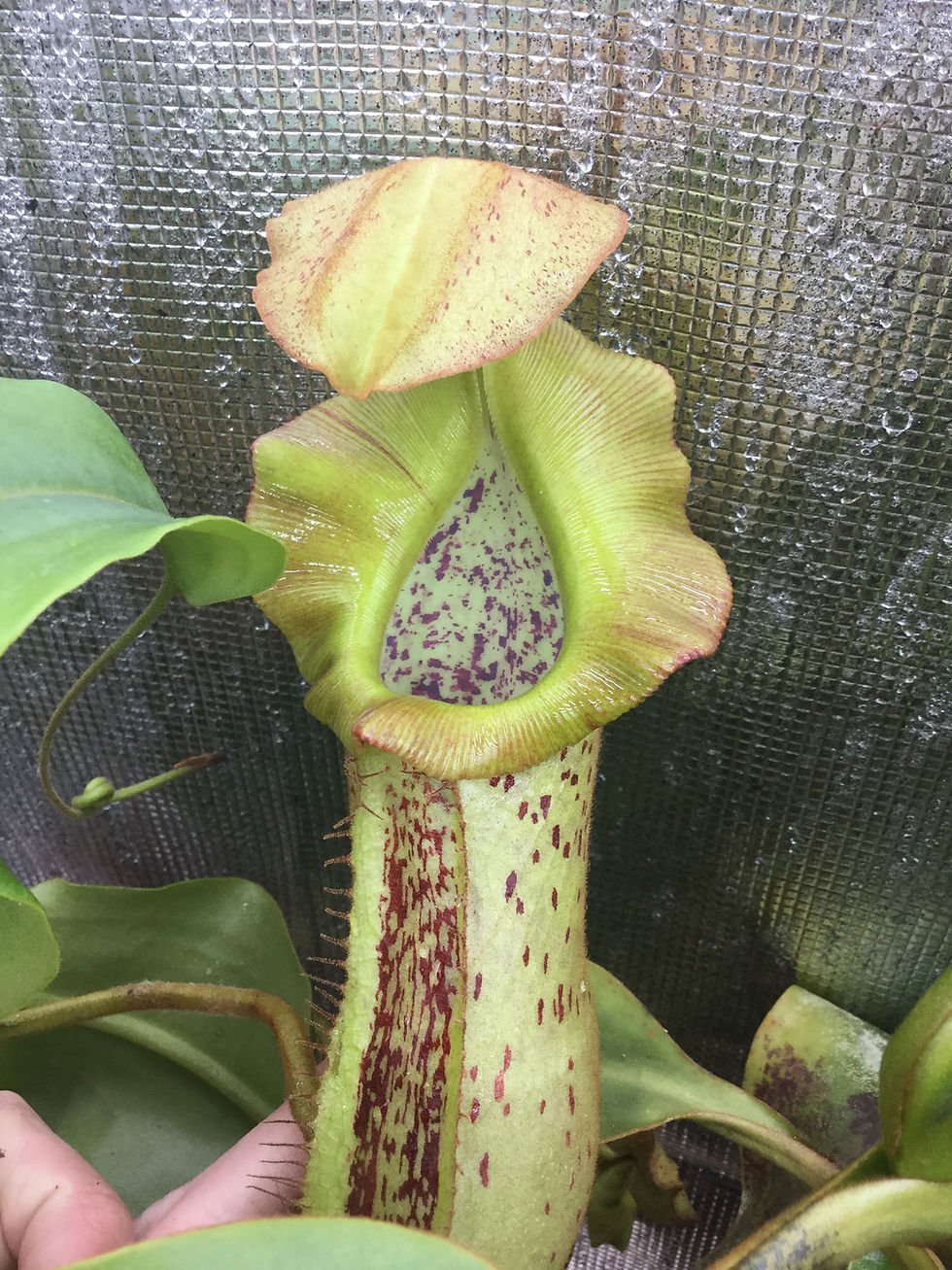 Thumbnail: Nepenthes platychila x robcantleyi