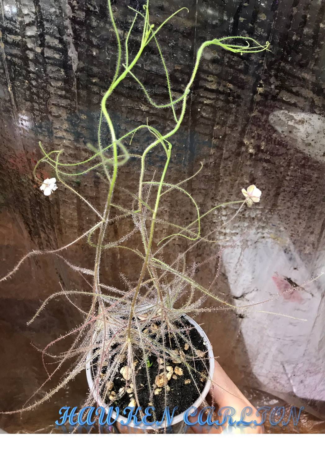 Byblis guehoi "Bobby's Creek, Dampier Peninsula" Seeds