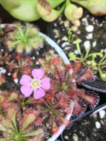 Drosera spatulata var. gympiensis x oblanceolata "Sunset Peak"