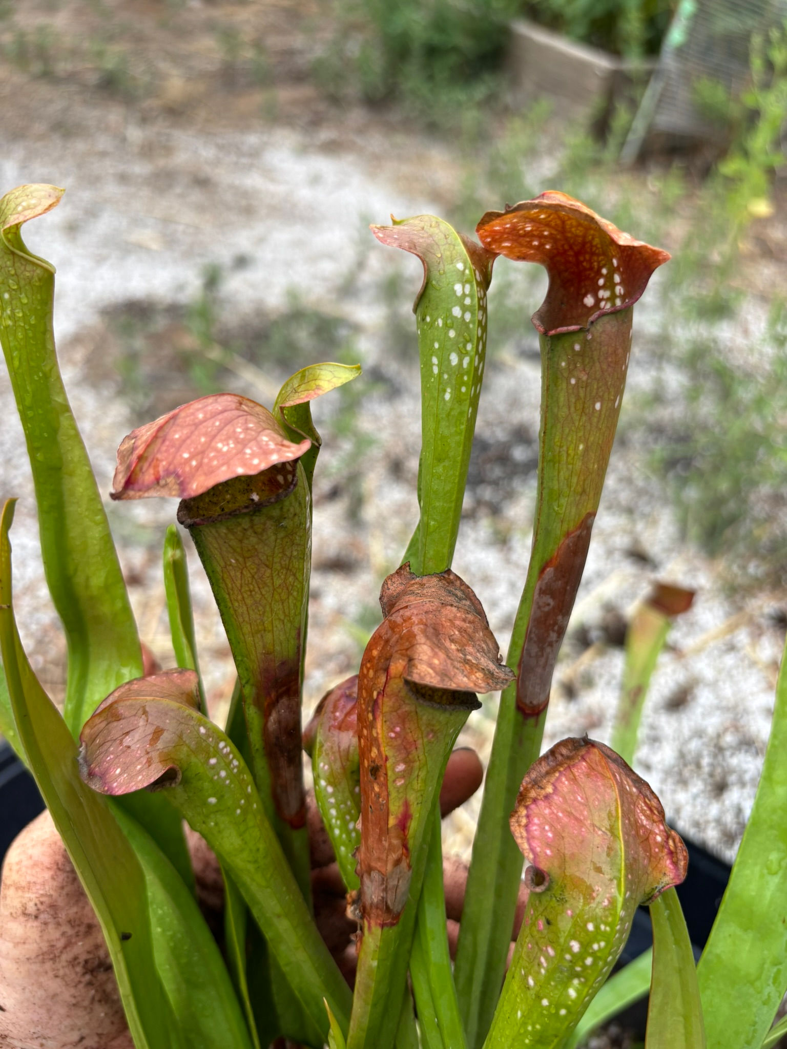 S. leucophylla "Mobile AL, Dan Winter" x minor okefenokeensis "Phil's Giant," HC