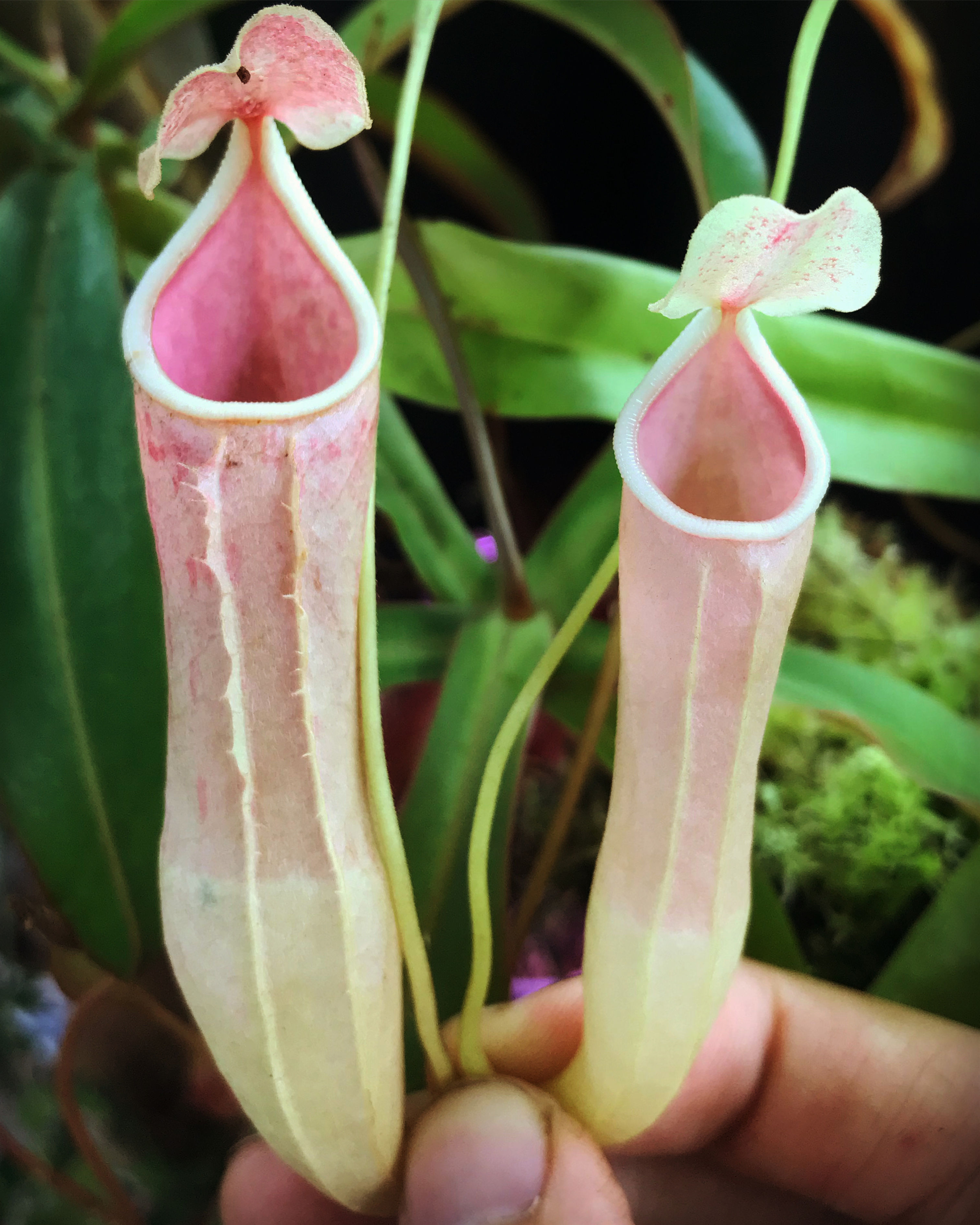 Nepenthes rosea
