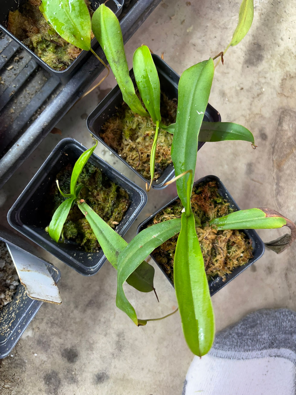 Thumbnail: Nepenthes ventricosa x talangensis HC A