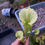 Thumbnail: Sarracenia leucophylla "Giant Autumn Pitchers, CK" x flava "Pastel" -HC B