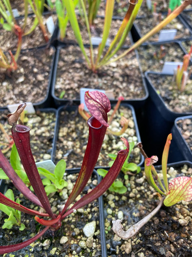 Sarracenia 'Cherries Jubilee' x 