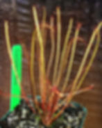 Thumbnail: Drosera x "Southern Cross"