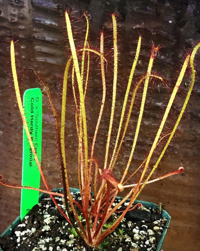 Drosera x 