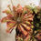 Thumbnail: Drosera "Florida Giant" x sp. Lantau Island