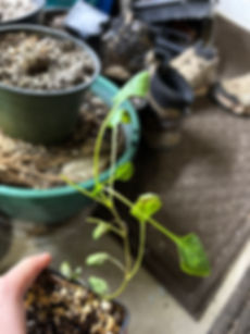 Penstemon anguineus