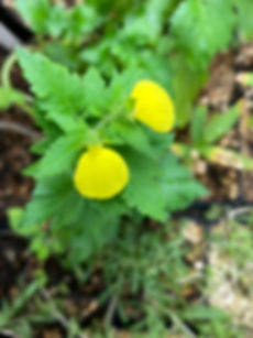 Calceolaria tomentosa Seeds