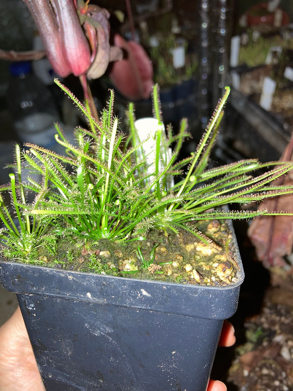 Thumbnail: Drosera x hybrida "Lake Absegami, New Jersey"