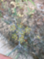 Thumbnail: Foeniculum vulgare "Bronze"