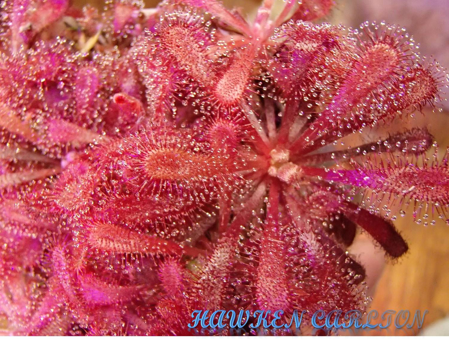 Drosera aliciae x nidiformis